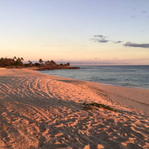 xxalohaxx